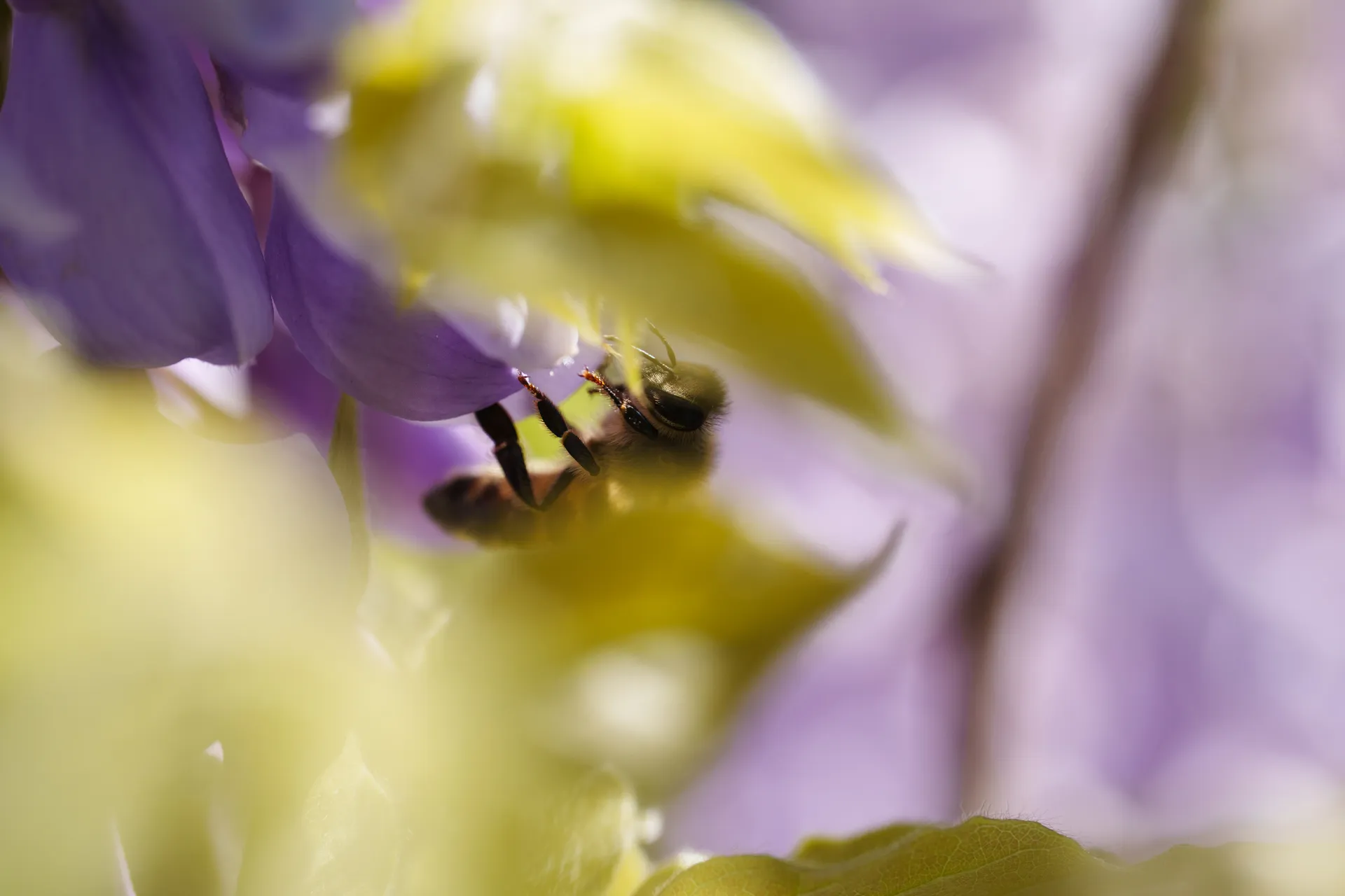 A western honey bee clings to a purple wisteria blossom, framed by soft yellow and lavender foliage.