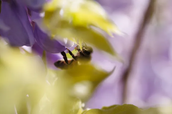 A western honey bee clings to a purple wisteria blossom, framed by soft yellow and lavender foliage.
