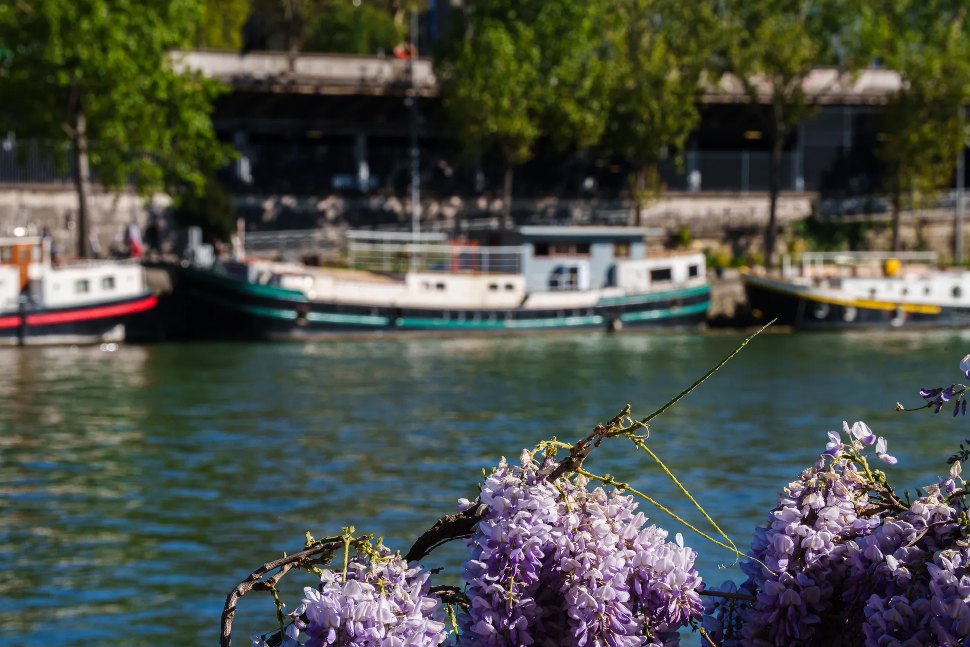 Purple wisteria blossoms hang in the foreground as river boats line the Seine behind them.