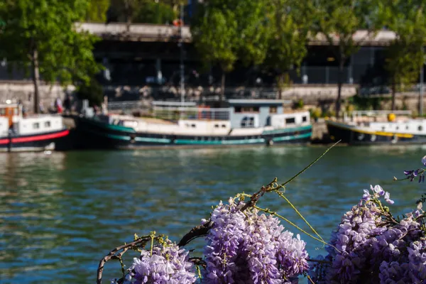 Purple wisteria blossoms hang in the foreground as river boats line the Seine behind them.
