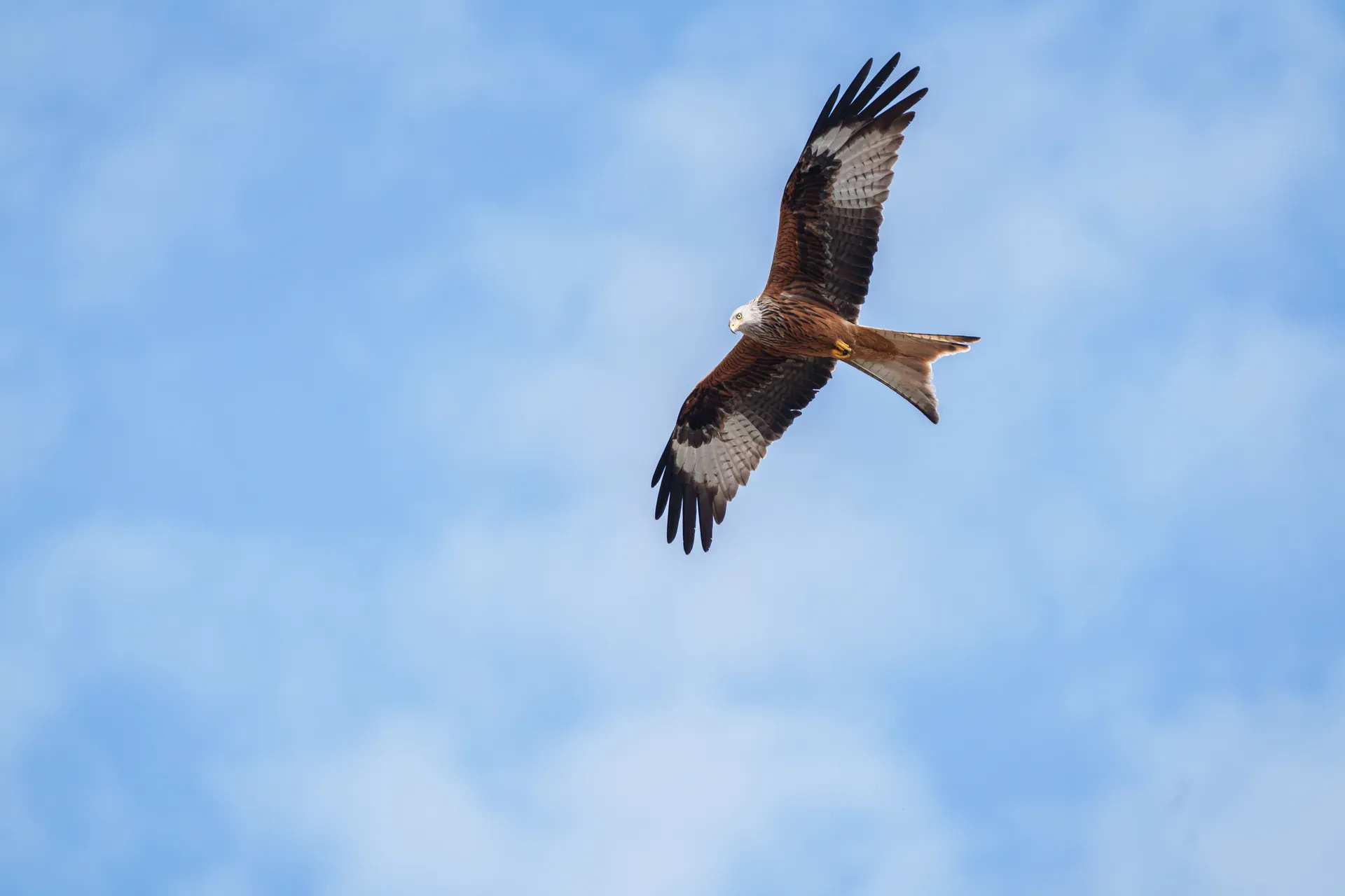 A red kite glides with outstretched wings against a soft blue sky scattered with clouds.