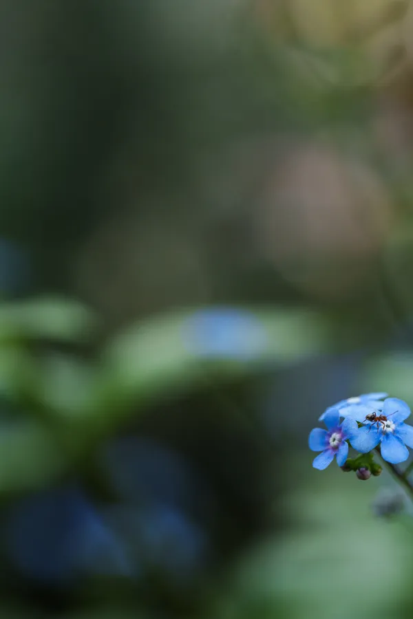A small cluster of Siberian bugloss flowers emerges from deep green shadows in soft focus.