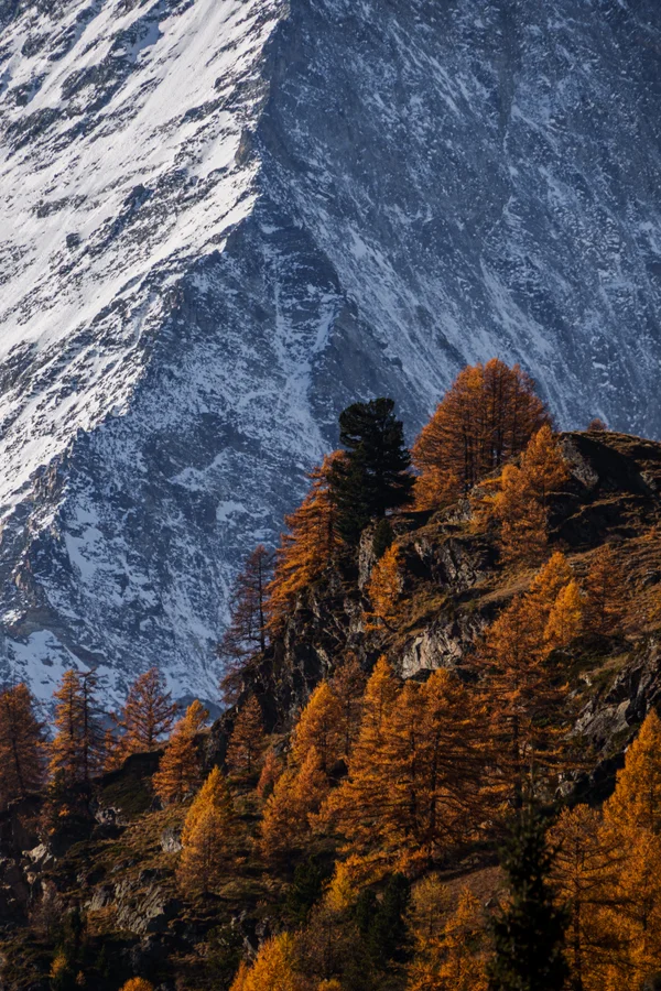 Golden larch trees glow against the blue-gray face of an alpine peak dusted with early snow.