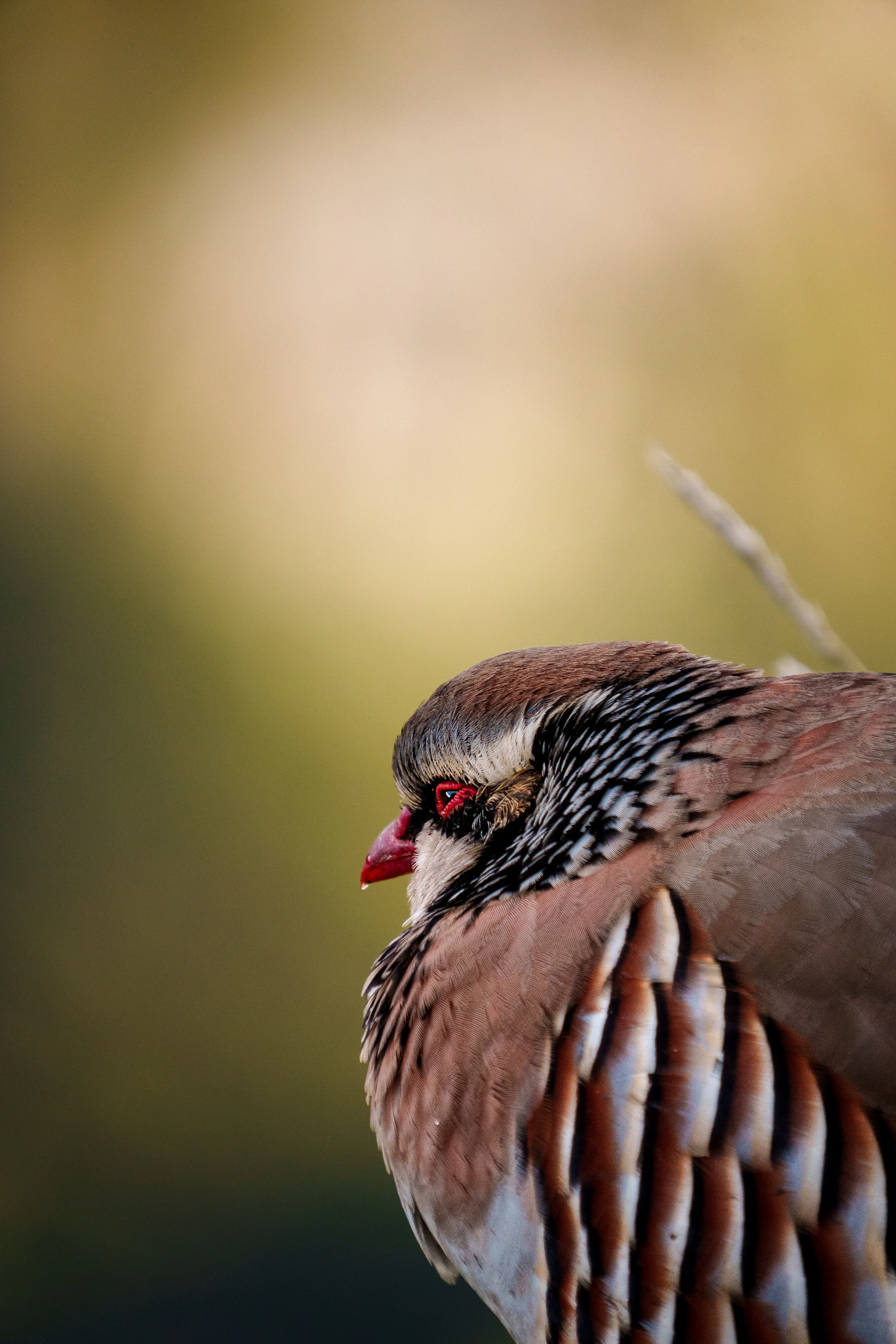 A pair of Red-legged Partridges stand alert in tall sun-lit grass at the edge of a steep mountain ridge.