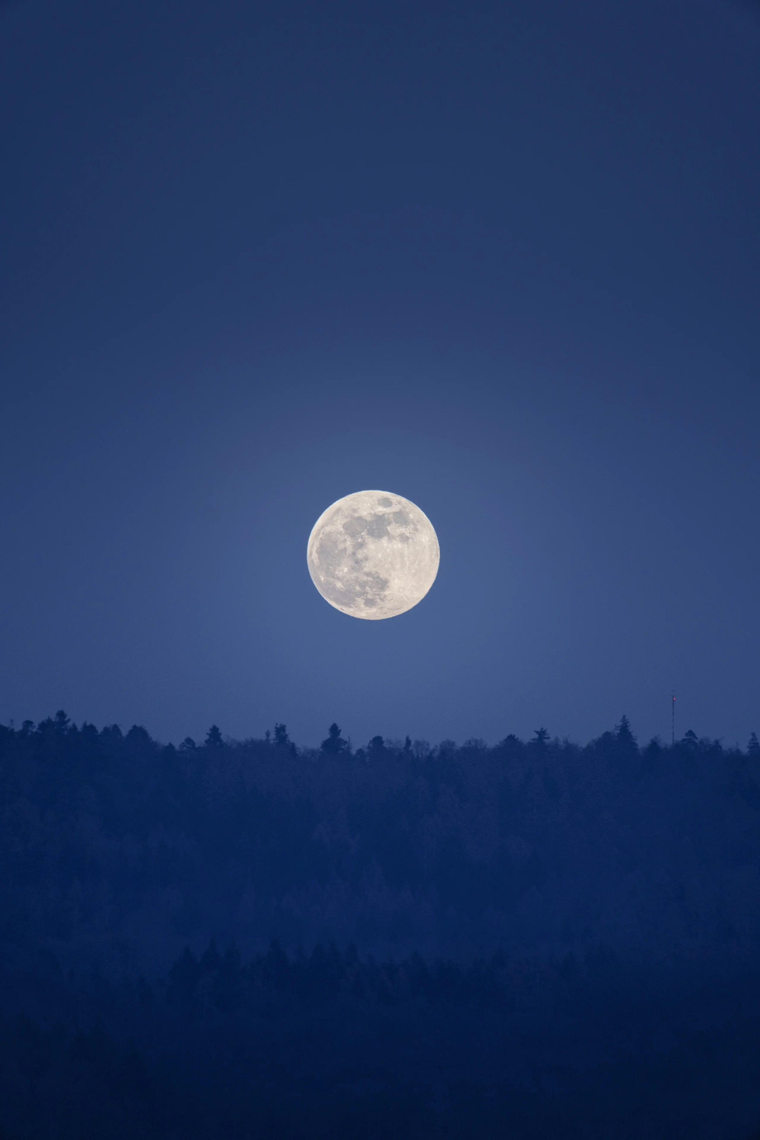 The Snow Moon clears a dark treeline in blue twilight, captured early in its rise when the light is still gentle enough to reveal surface detail.