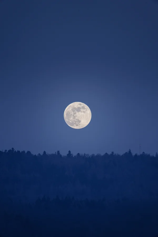 The Snow Moon clears a dark treeline in blue twilight, captured early in its rise when the light is still gentle enough to reveal surface detail.