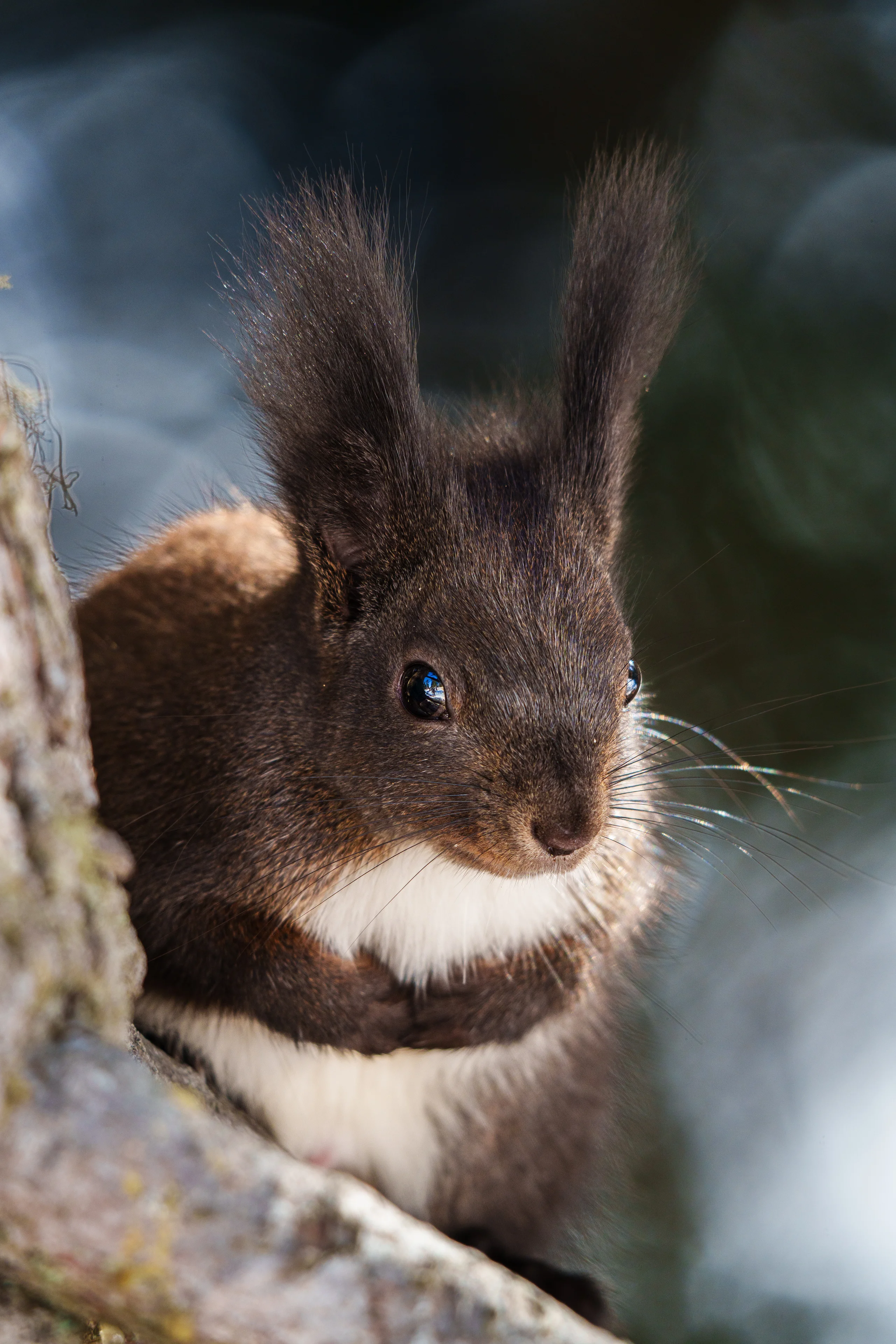 A Eurasian red squirrel with distinctive ear tufts and white chest looks directly at the camera with bright, curious eyes.