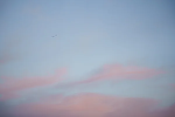 Two birds cross a pastel sky where soft pink clouds drift through fading blue light.
