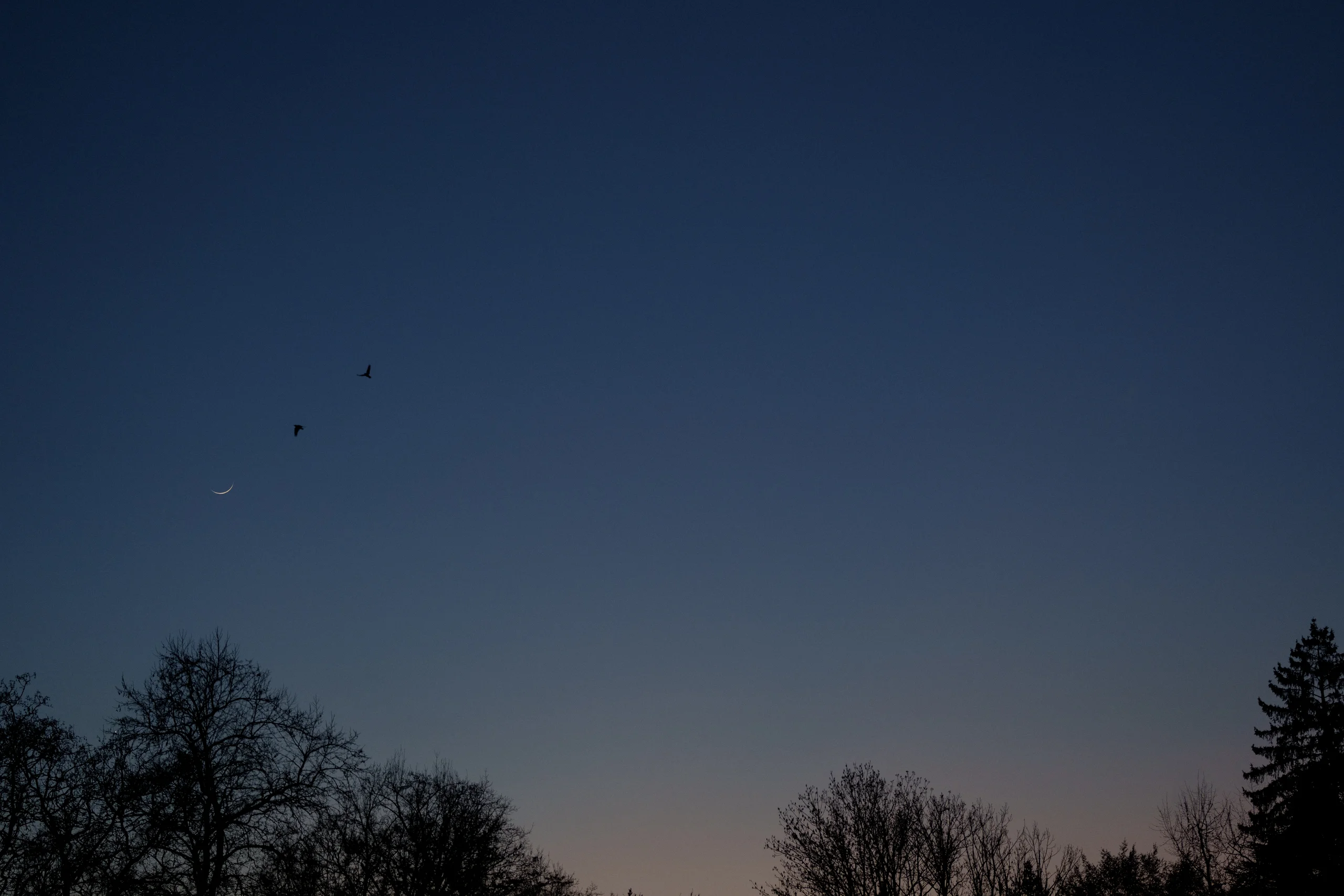 A thin crescent moon appears in the deepening blue sky while birds glide overhead, framed by dark tree silhouettes.