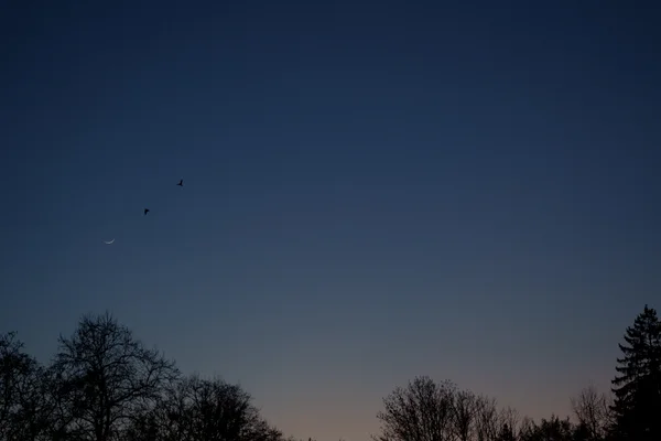 A thin crescent moon appears in the deepening blue sky while birds glide overhead, framed by dark tree silhouettes.