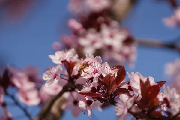 A honey bee lands on pink cherry plum blossoms against a clear blue sky.