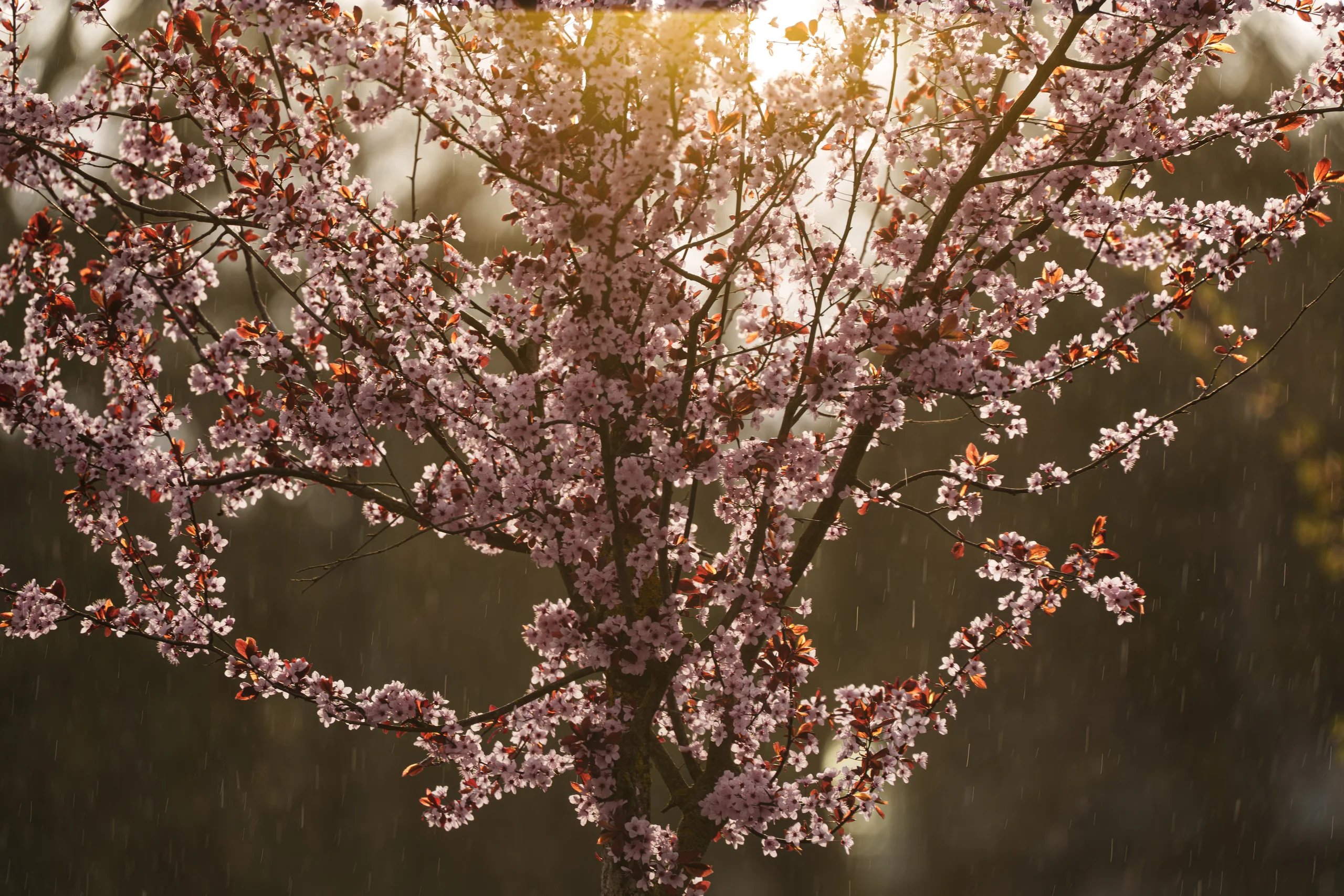 A cherry plum tree in full bloom catches golden backlight as rain streaks through the frame.