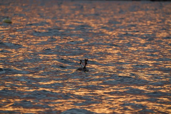 Two grebes surface in golden-lit water at sunset, surrounded by warm ripples.
