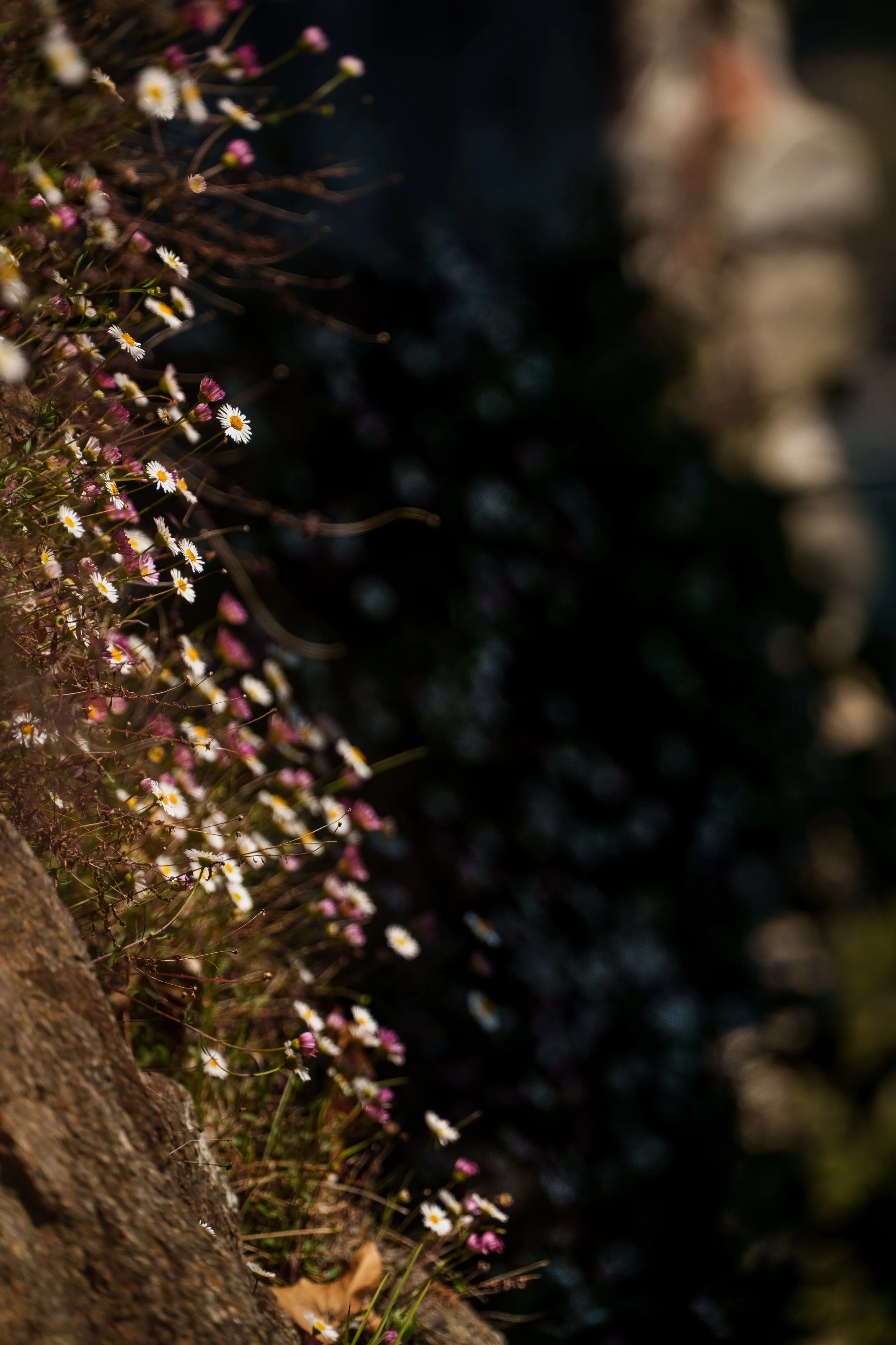 Mexican fleabane flowers spill down a stone wall, their pink-tinged petals catching warm side light.