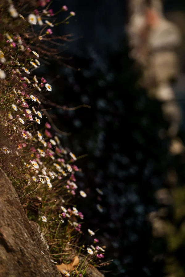 Mexican fleabane flowers spill down a stone wall, their pink-tinged petals catching warm side light.