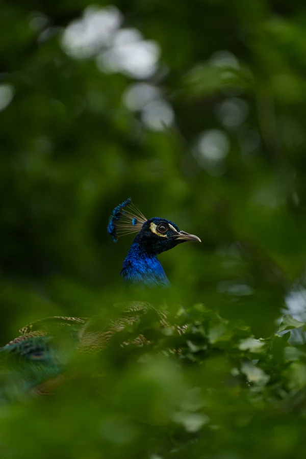 A male Indian peafowl peers through dense green foliage, its iridescent blue head and crest catching the light.