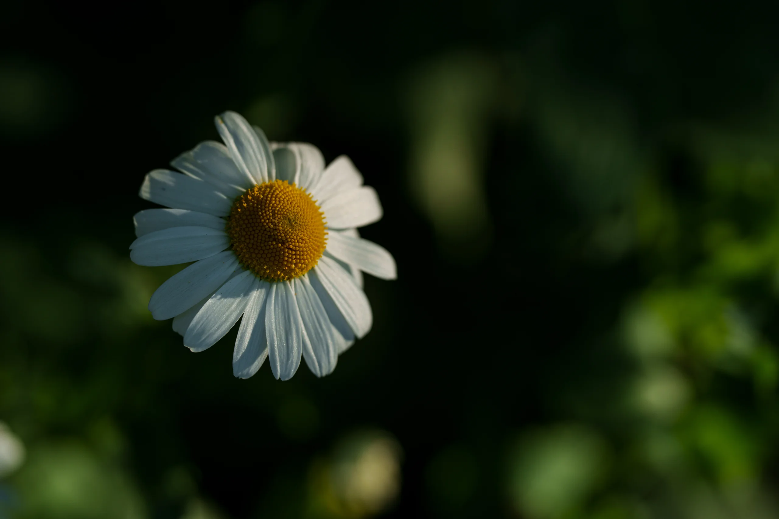 A single white daisy with a yellow center is lit from behind, glowing against a dark green background.