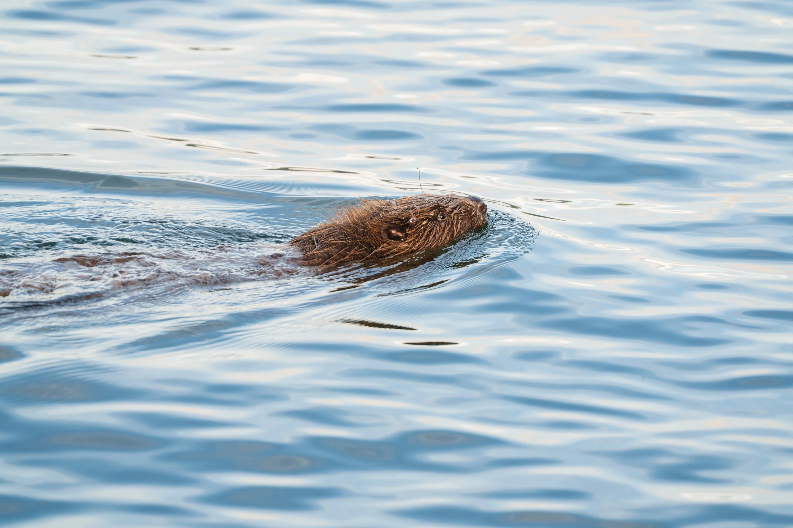 A Eurasian beaver glides through rippled water, its dark wet fur catching the light as it leaves a trailing wake.