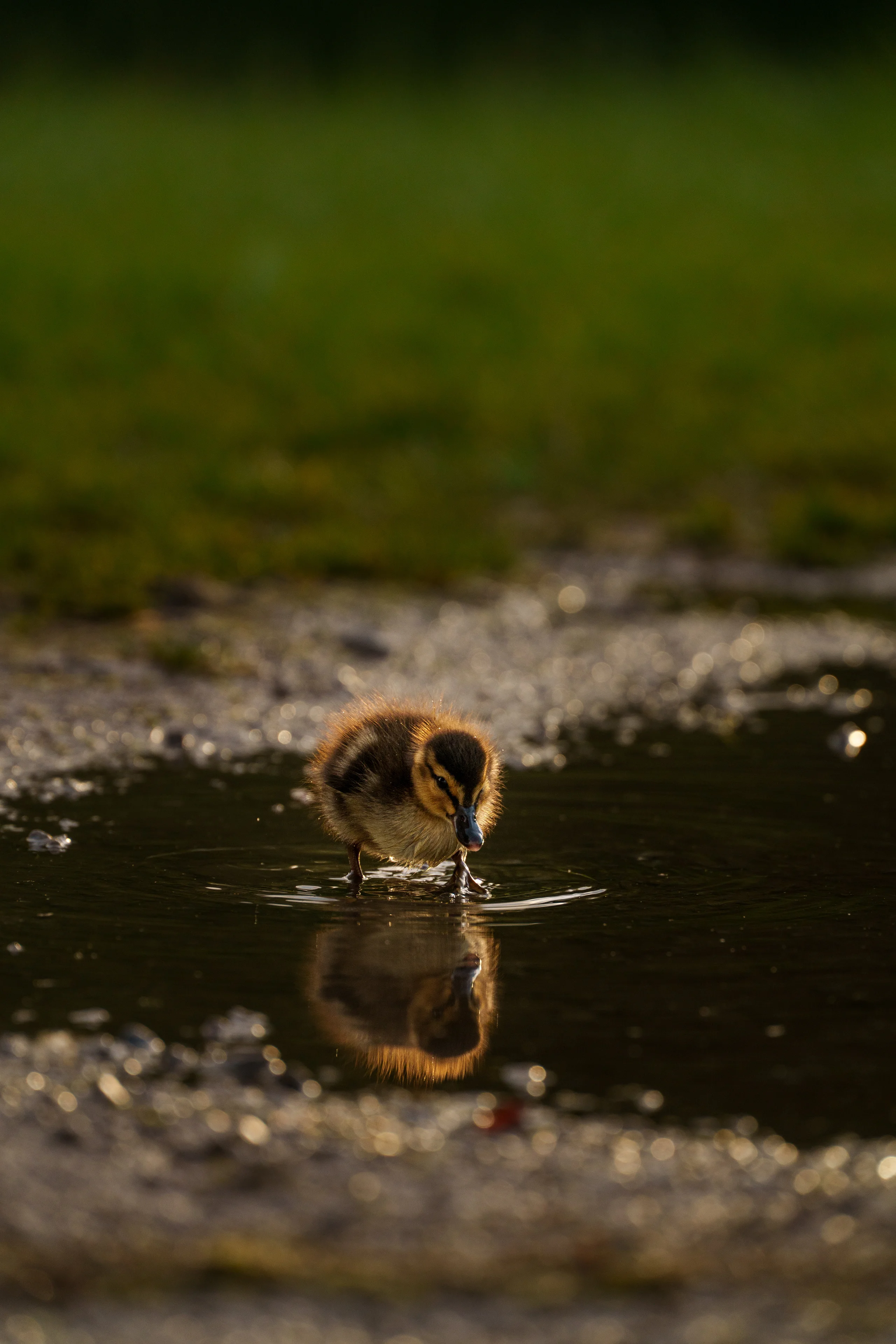 A small mallard duckling lowers its beak to drink from a shallow puddle, its reflection mirrored in the water.