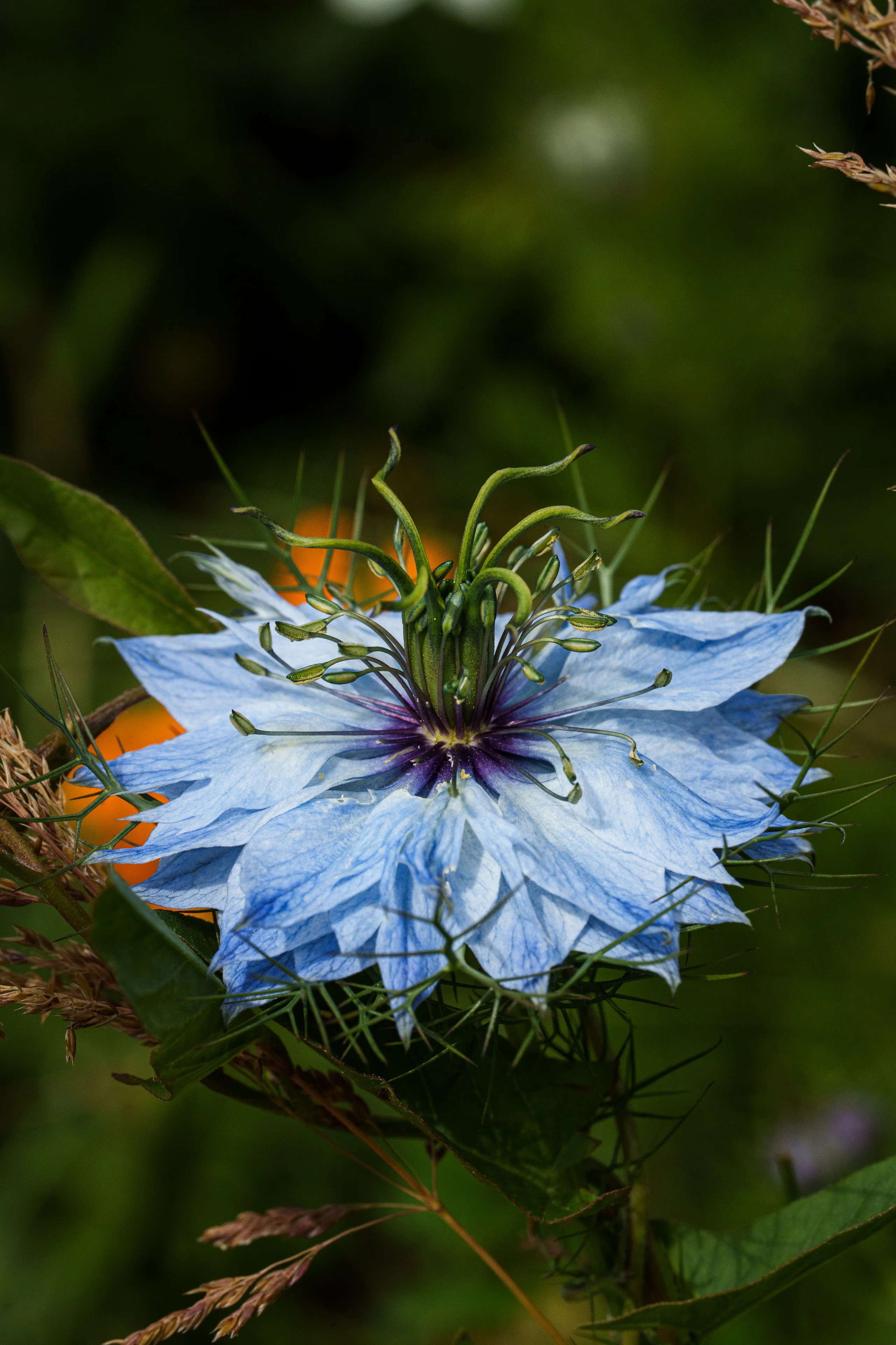 A pale blue love-in-a-mist flower opens above a tangle of fine green bracts, its dark stamens drawing the eye.