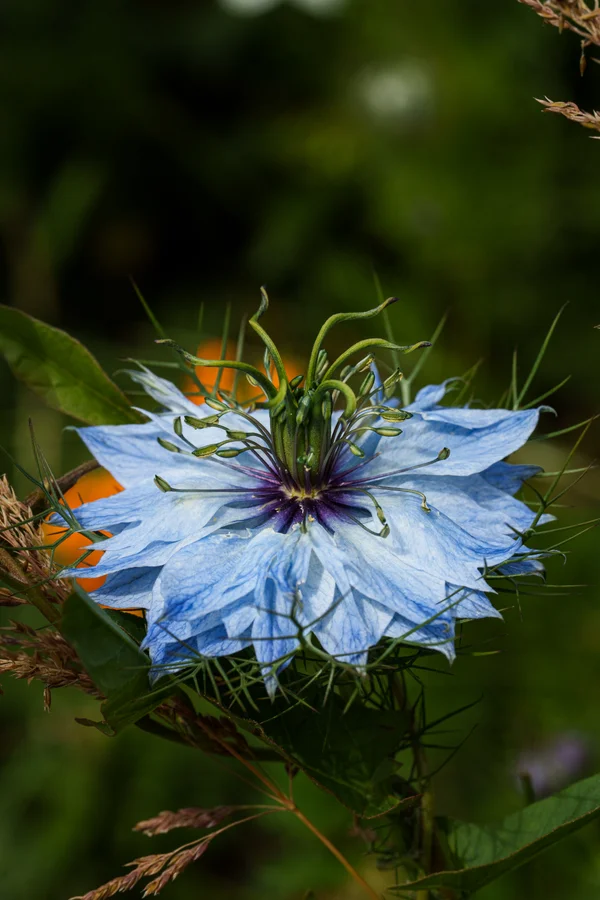 A pale blue love-in-a-mist flower opens above a tangle of fine green bracts, its dark stamens drawing the eye.
