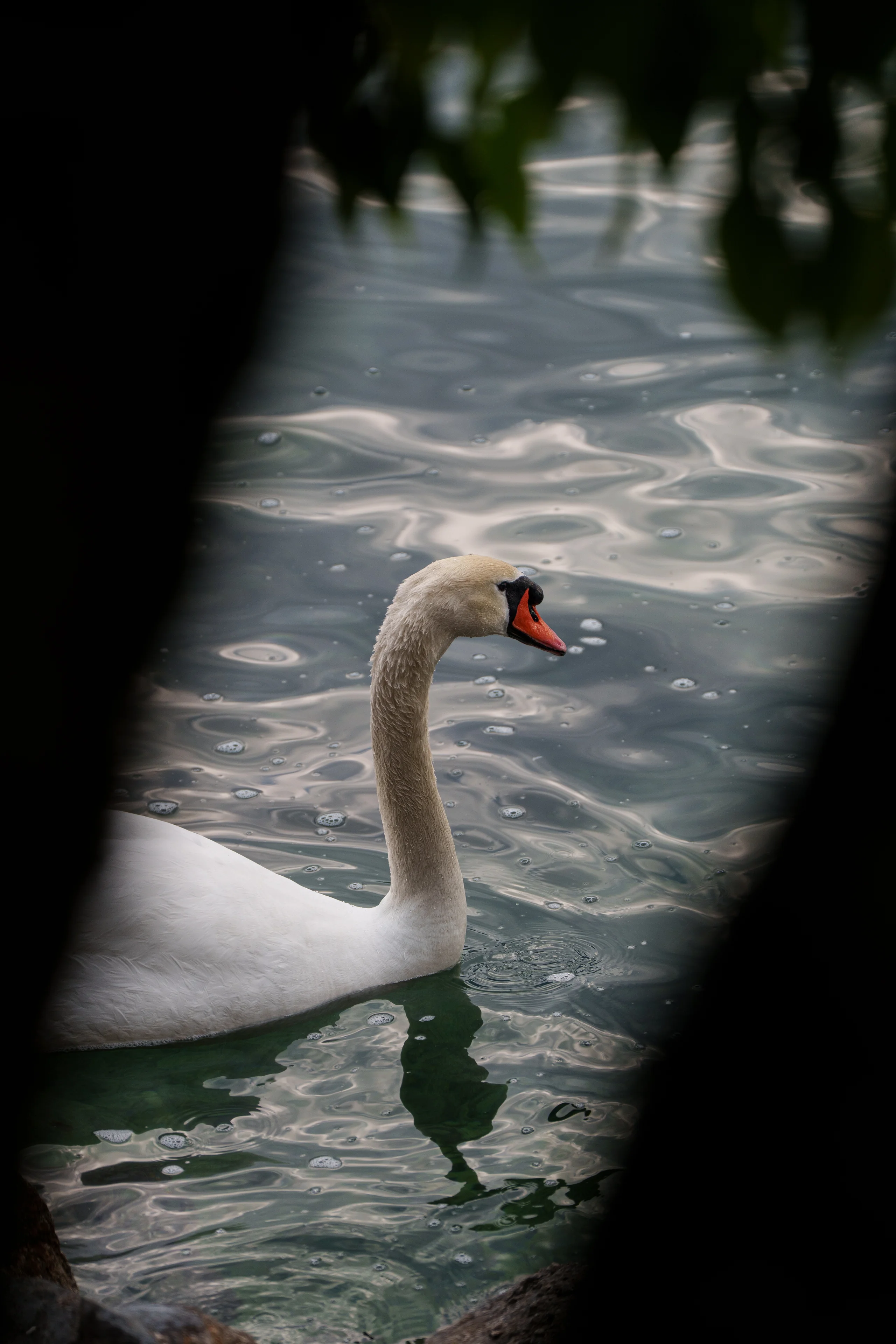 A mute swan glides across rippled water, seen through a narrow gap in dark, out-of-focus foliage.