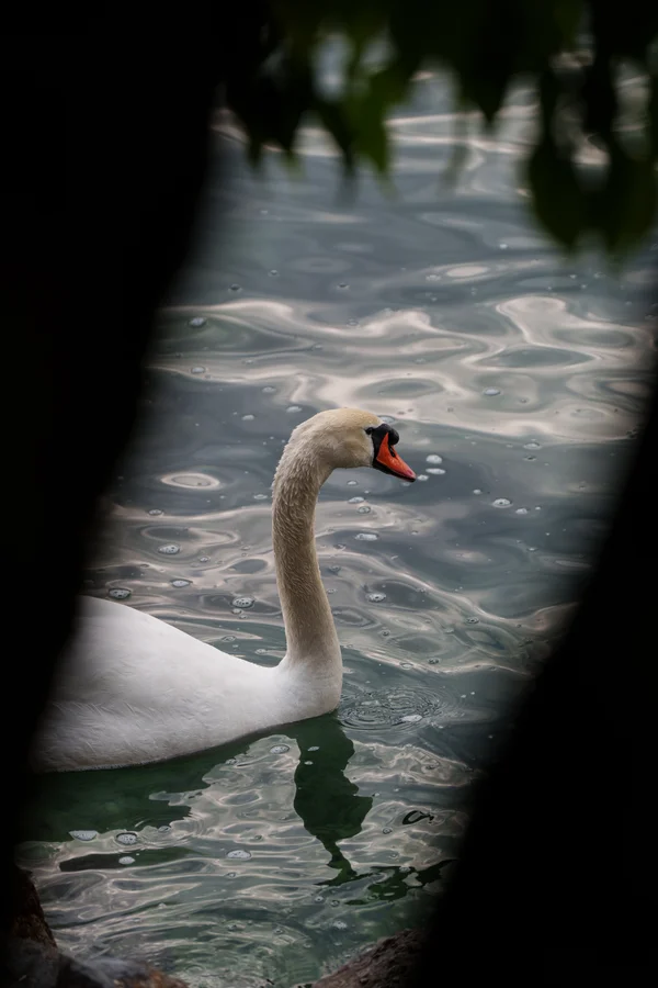 A mute swan glides across rippled water, seen through a narrow gap in dark, out-of-focus foliage.