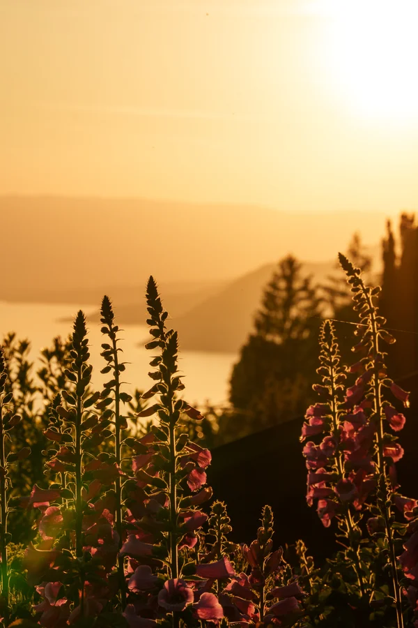 Tall foxglove spikes stand backlit against a golden sunset over Lake Geneva, hazy mountains and silhouetted conifers fading into the warm light.