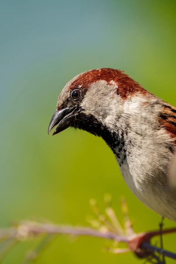 A male House Sparrow perches on a slender stem, its chestnut crown and black bib sharp against a vivid green and blue background.