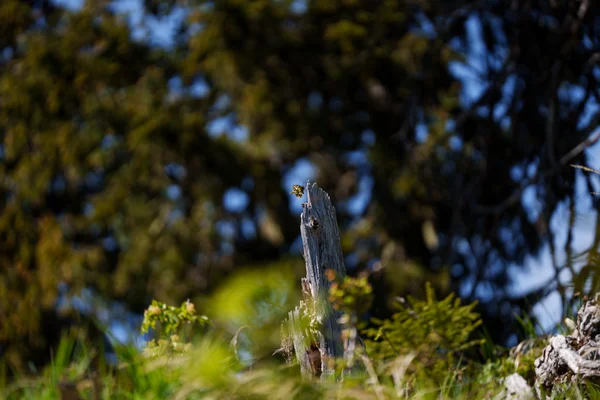 A small Old World Swallowtail perches atop a weathered tree stump, set against softly blurred conifers and alpine greenery.