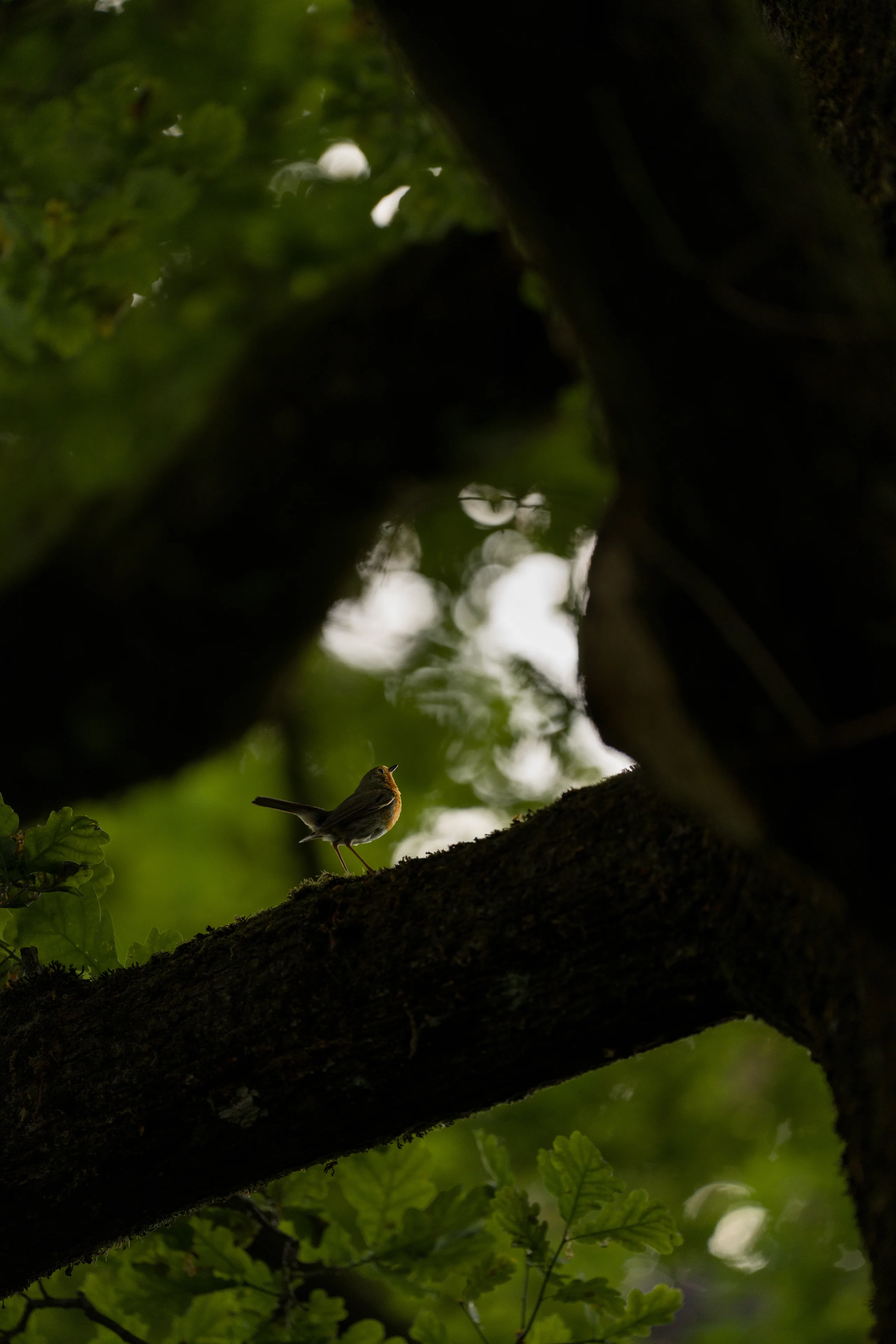 A European Robin pauses on a mossy branch, lit by soft light filtering through the dense canopy of a shaded oak.