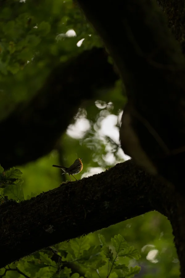 A European Robin pauses on a mossy branch, lit by soft light filtering through the dense canopy of a shaded oak.