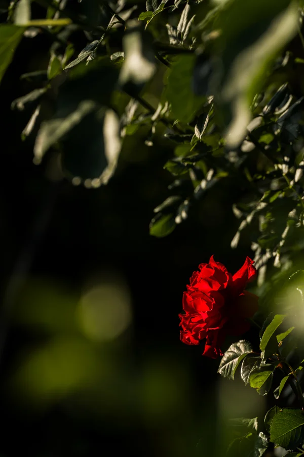 A vivid red rose glows against deep green foliage, lit by a sliver of warm light piercing through the surrounding shade.