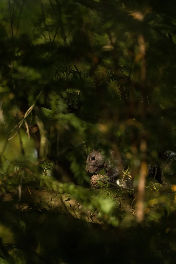 A Eurasian red squirrel sits half-hidden among dense conifer branches, holding a pine cone in the dim forest light.