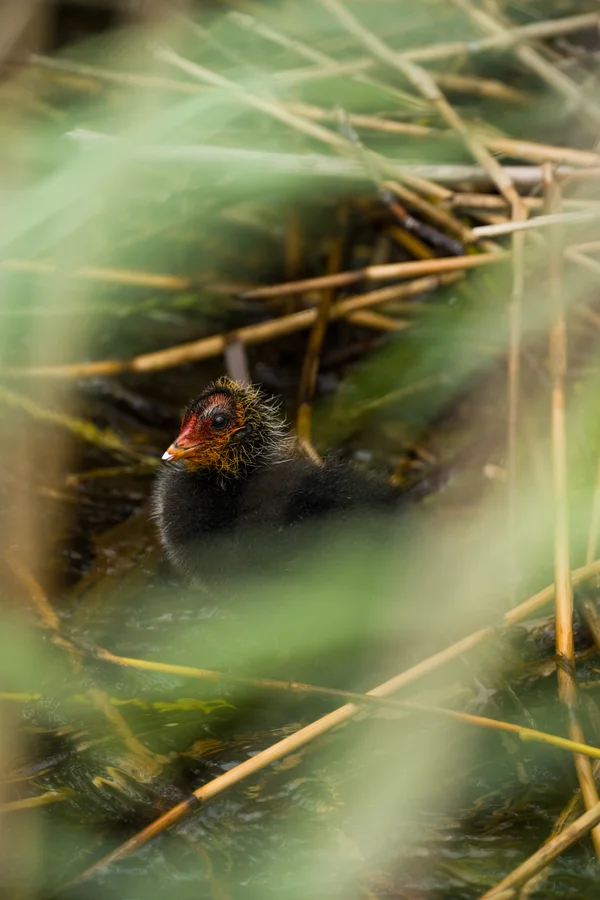 A young Eurasian coot rests among reeds at the water edge, its bright red head patch and orange fluff catching the soft light through the green stems.