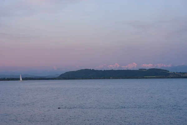 A beaver glides across the still water of a lake at dusk, with a distant sailboat and pink alpenglow on the Alps along the far horizon.