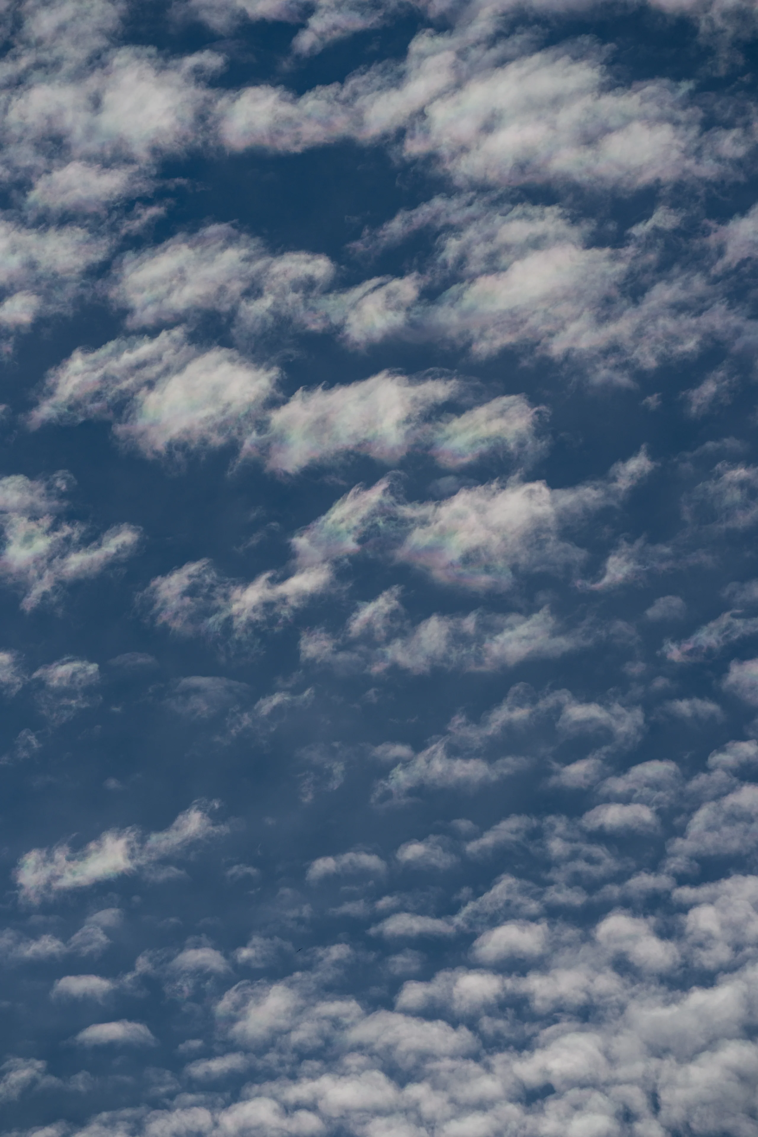 A mackerel sky scattered with countless small clouds reveals a faint iridescent patch, soft rainbow hues drifting through the white altocumulus drifts.