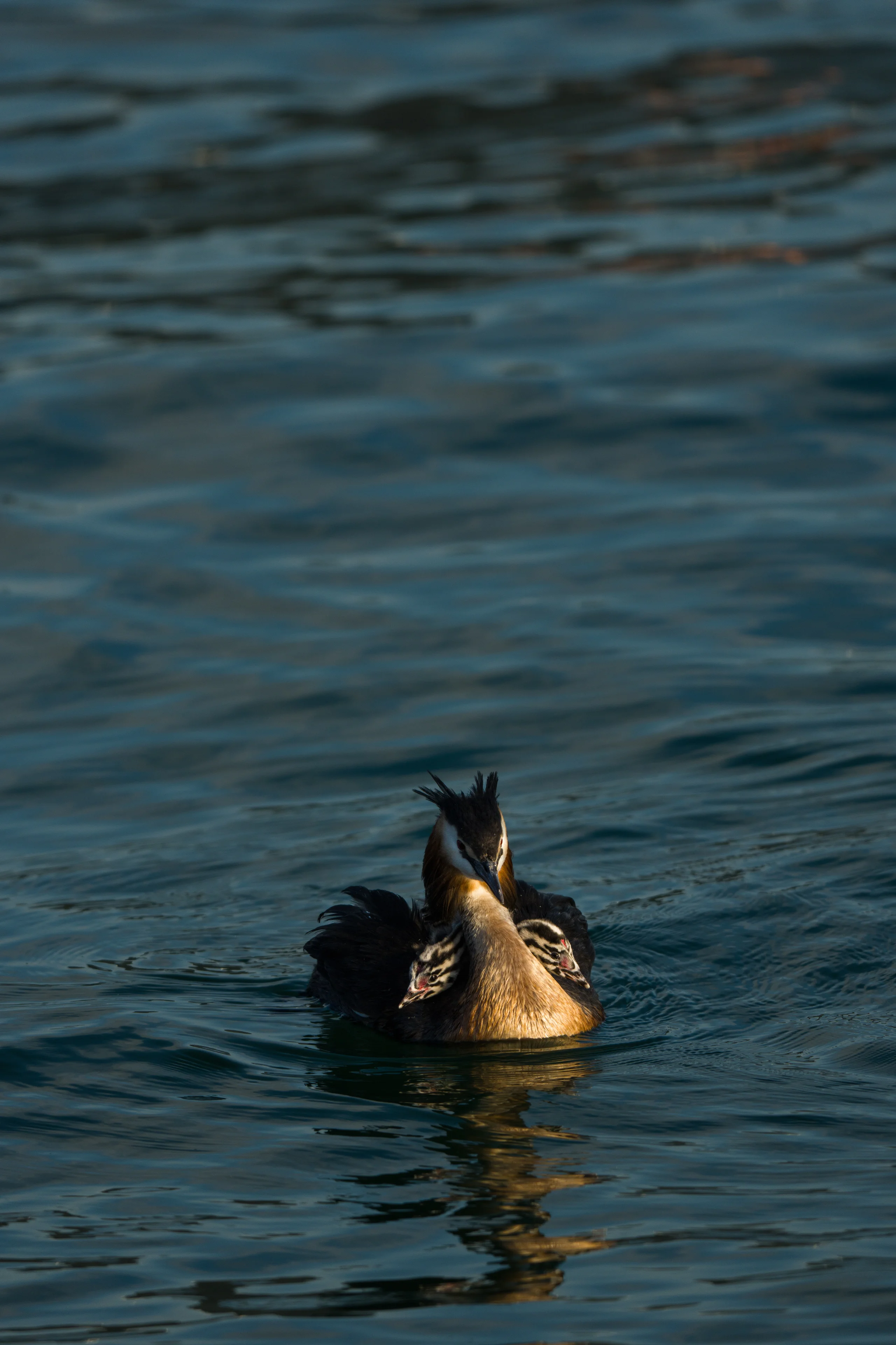 An adult Great Crested Grebe rests on still water in warm golden light, sheltering two striped chicks tucked against its back plumage.
