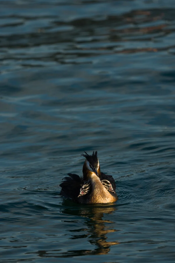 An adult Great Crested Grebe rests on still water in warm golden light, sheltering two striped chicks tucked against its back plumage.