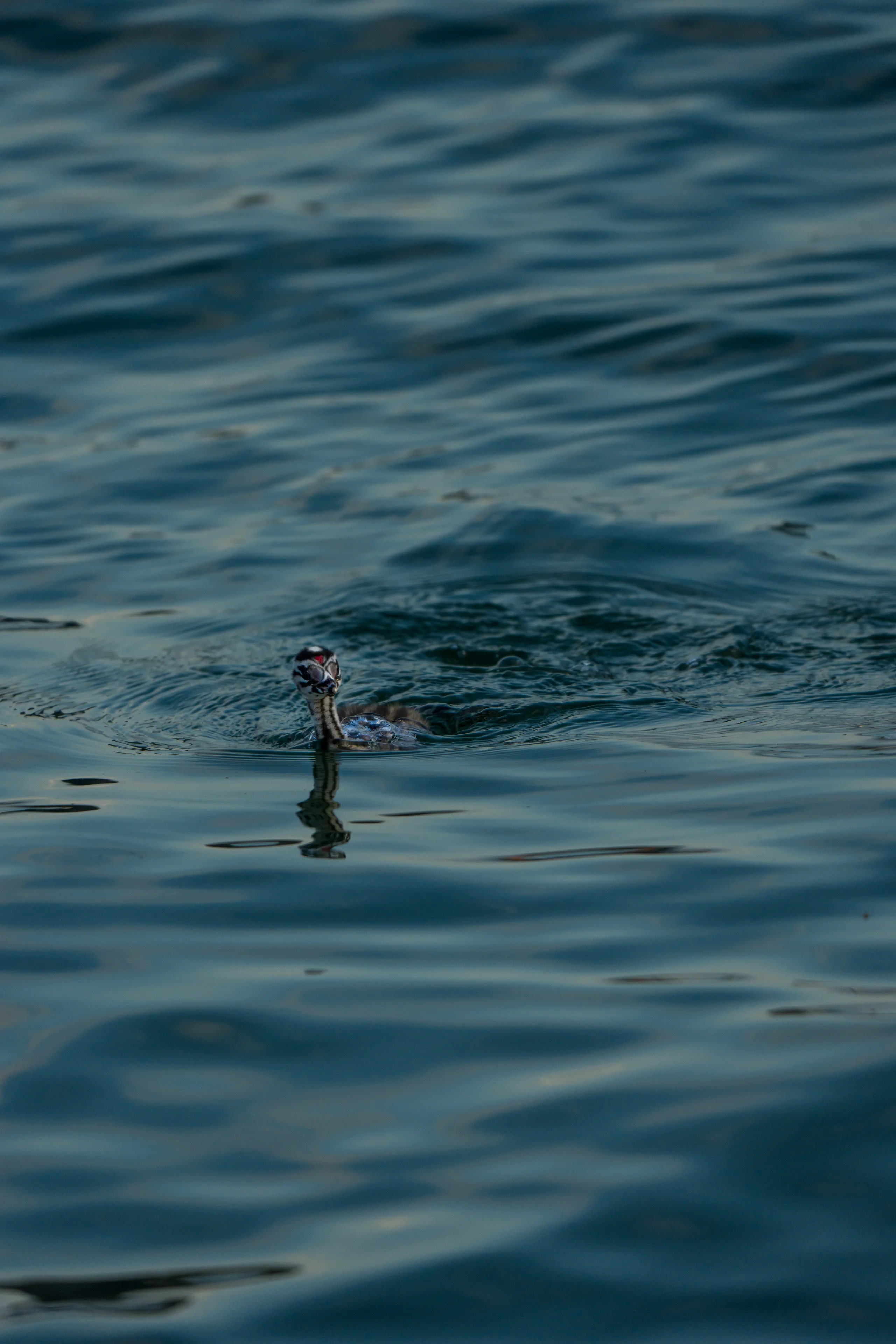 A young Great Crested Grebe swims alone on dark rippling water, leaving soft reflections trailing across the surface behind it.