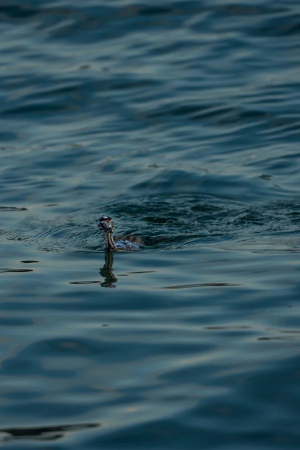A young Great Crested Grebe swims alone on dark rippling water, leaving soft reflections trailing across the surface behind it.