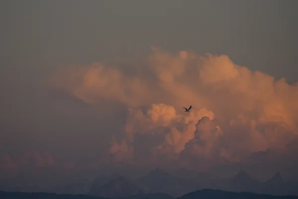 A lone gull soars in front of a glowing pink cumulus cloud catching the last sunset light, with hazy Alps silhouetted along the horizon below.