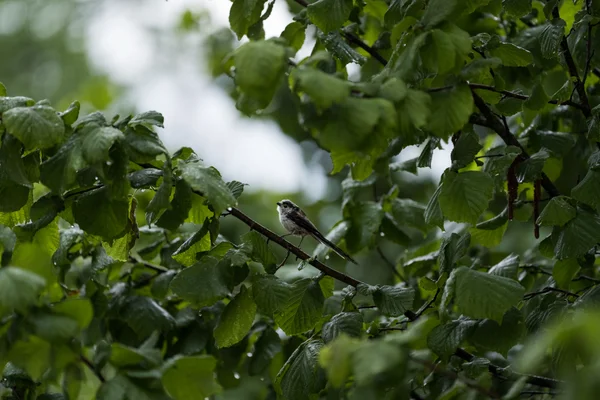 A Long-tailed Tit perches on a slender branch deep inside rain-soaked green foliage, droplets clinging to the leaves around it.