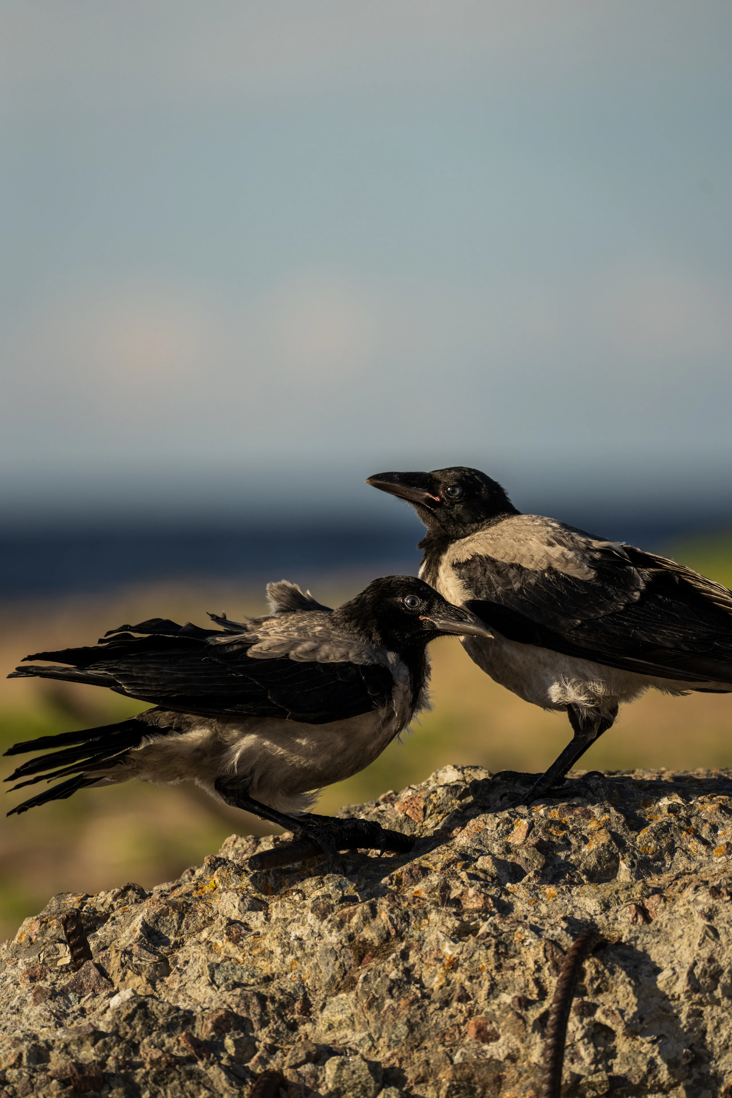 Two hooded crows perch on a rough rock as one opens its beak toward the other, the sea blurred in the background.