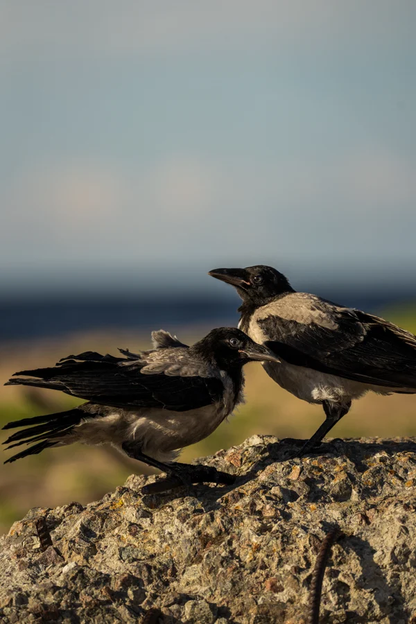 Two hooded crows perch on a rough rock as one opens its beak toward the other, the sea blurred in the background.