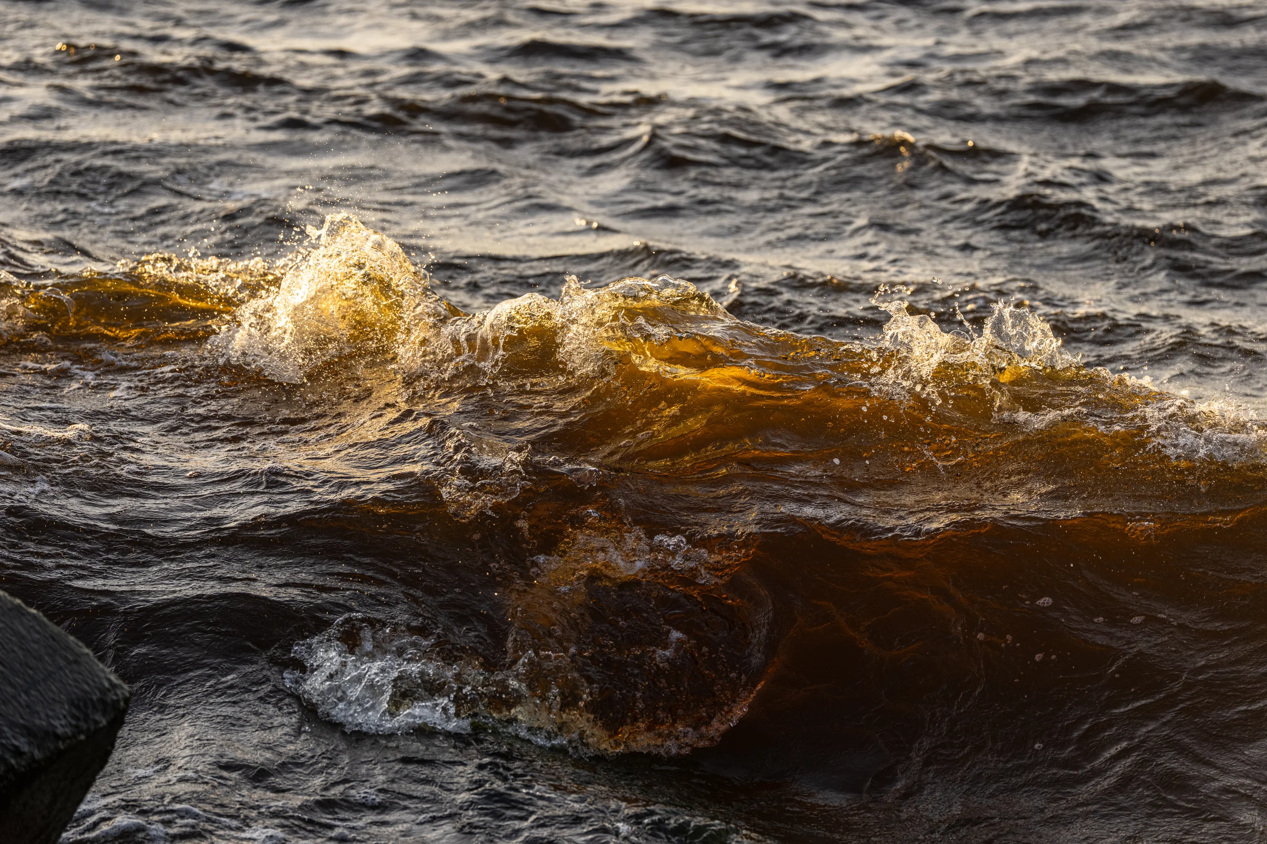 Low sun catches the spray of a small breaking wave as dark water ripples around it near a rock.