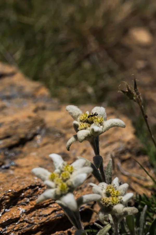 Three woolly edelweiss flowers grow from a sunlit rock as a small black ant rests on the uppermost bloom.