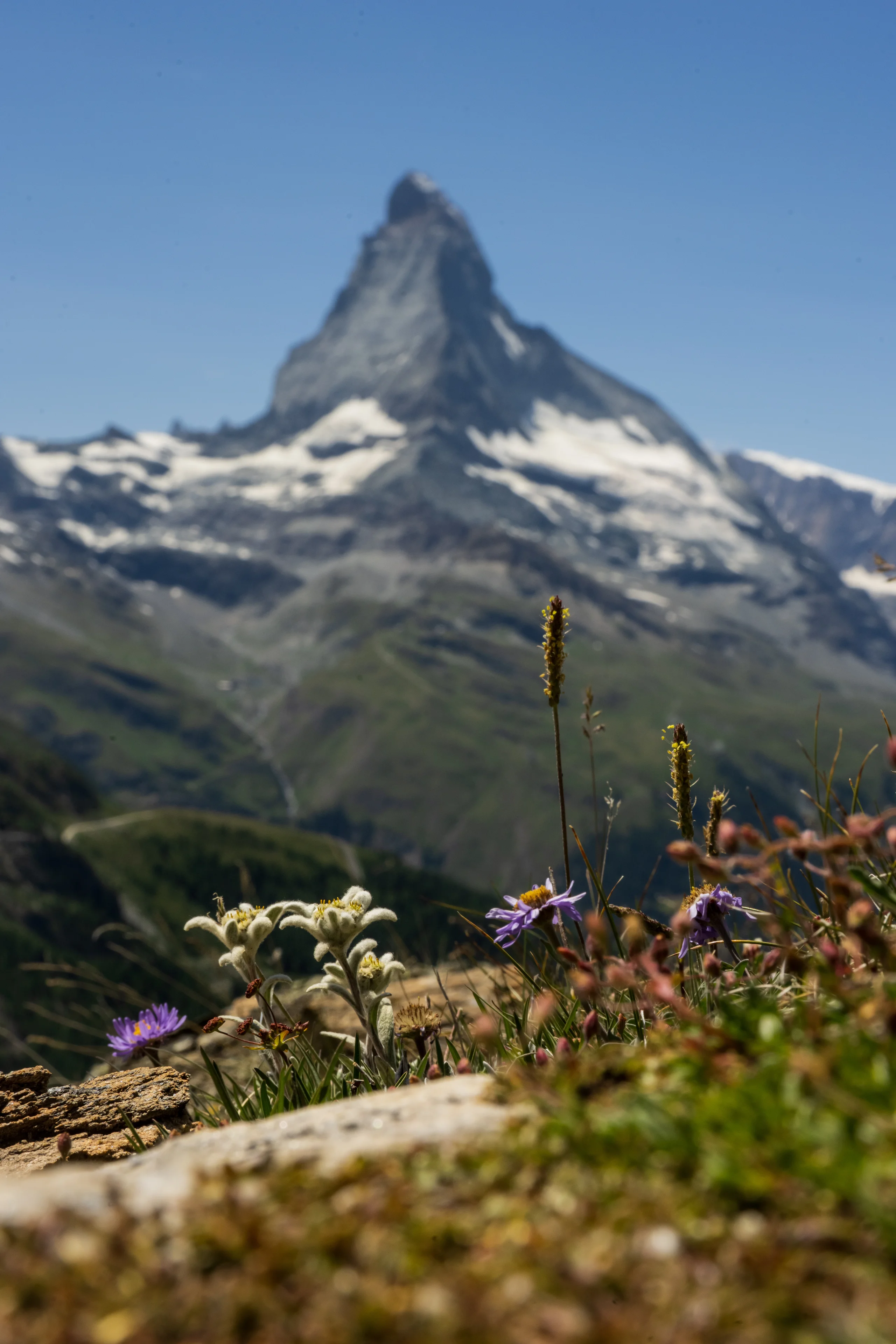 Edelweiss and purple alpine asters bloom on a grassy ridge with the blurred Matterhorn rising behind them.