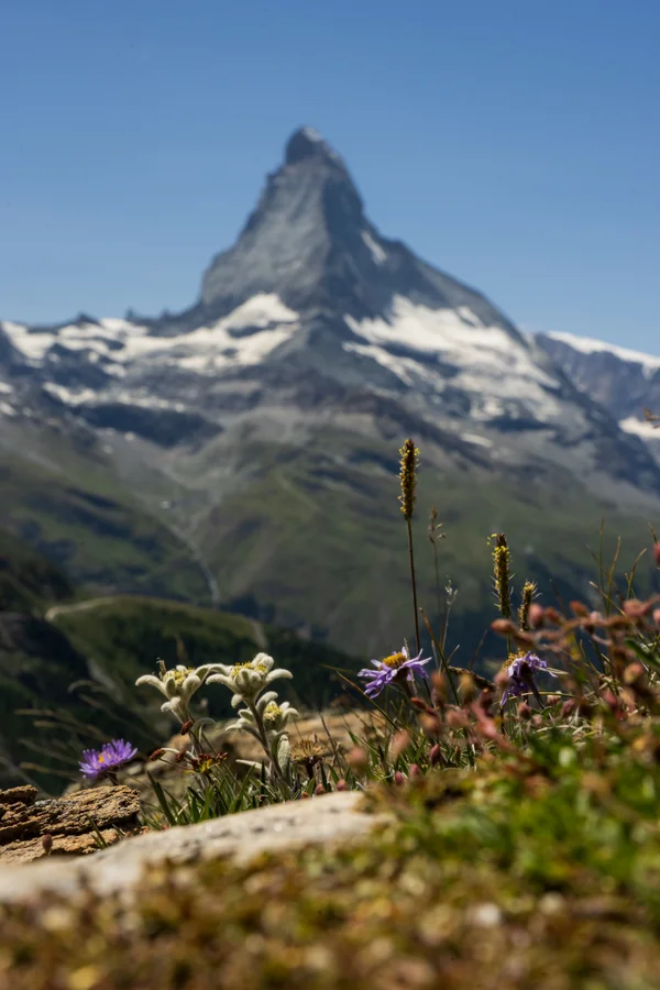 Edelweiss and purple alpine asters bloom on a grassy ridge with the blurred Matterhorn rising behind them.