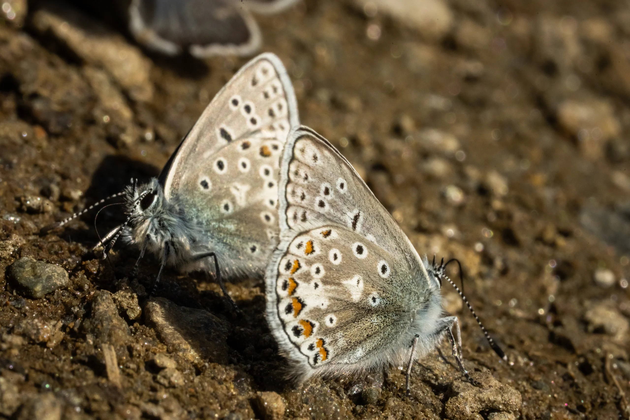 Two common blue butterflies rest close together on bare earth, their grey undersides marked with black spots and orange lunules.